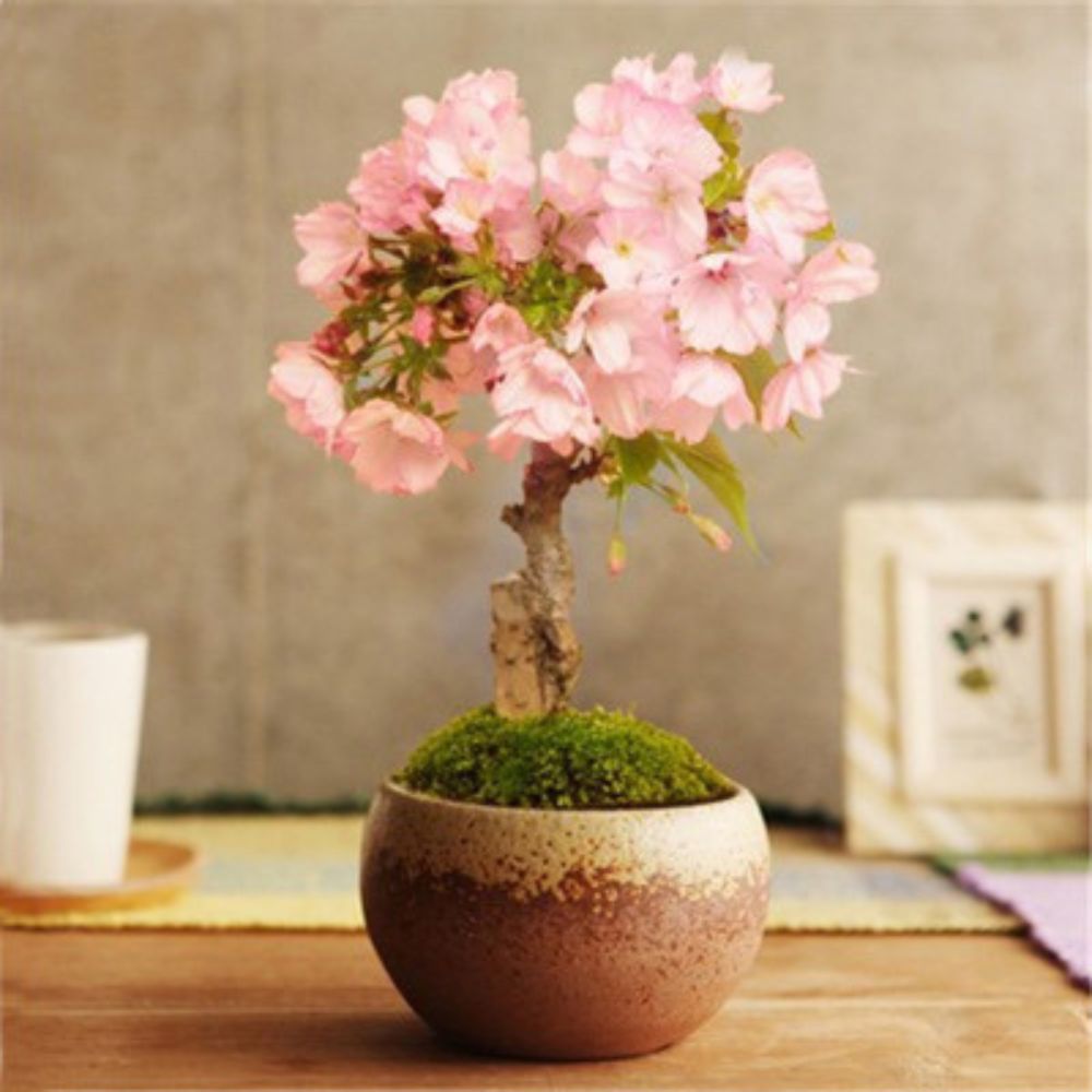 cherry bonsai tree seeds Pink Cherry Blossom Seeds