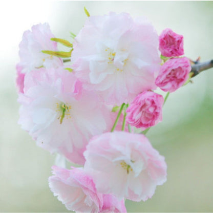 Pink Cherry Blossom Seeds