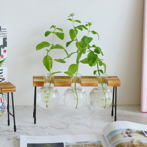 Hydroponic Glass Planter