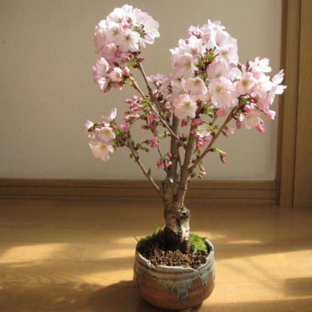 Pink Cherry Blossom Seeds