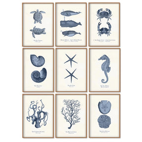 Sea Life Canvas Paintings (9 Pack)